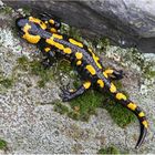 Feuersalamander