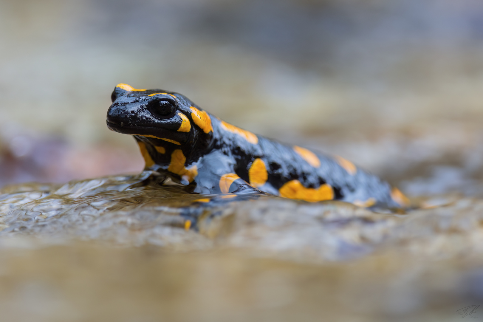 Feuersalamander