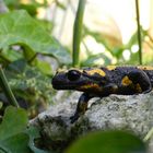 Feuersalamander