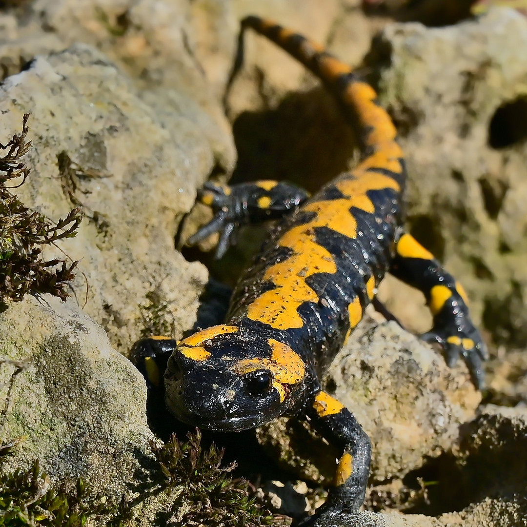 Feuersalamander