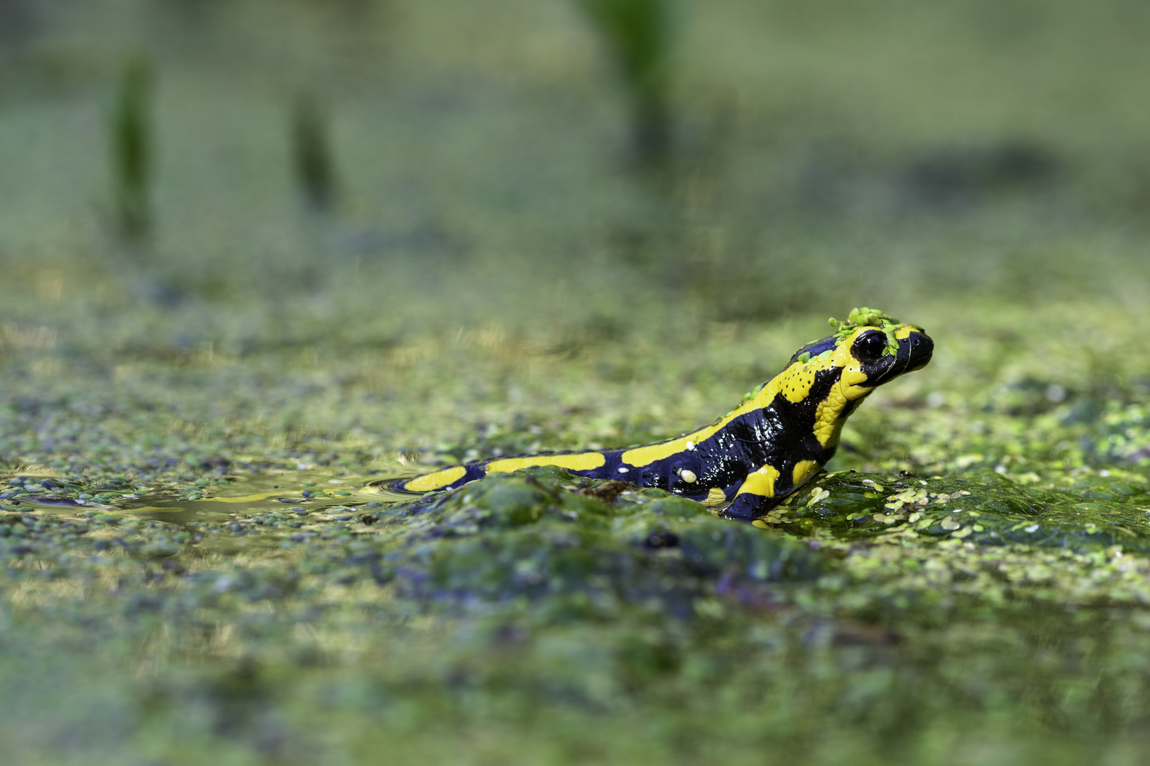 Feuersalamander