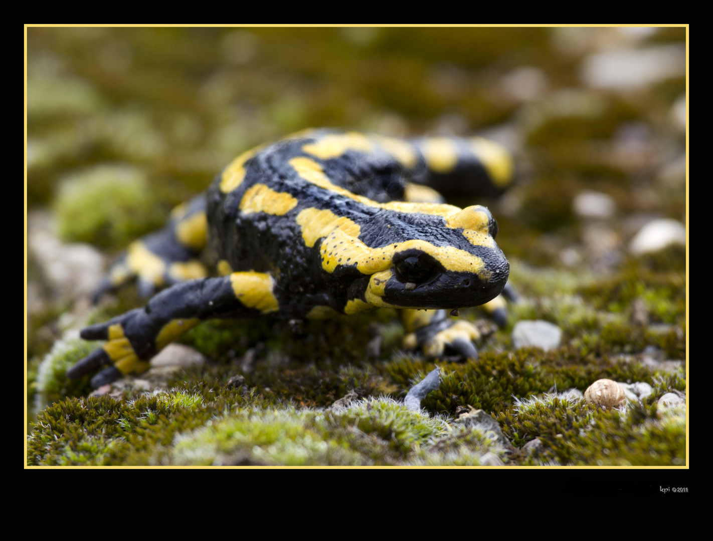 Feuersalamander