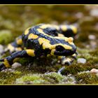 Feuersalamander