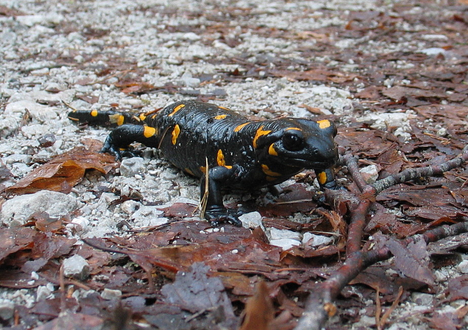 Feuersalamander