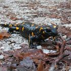 Feuersalamander