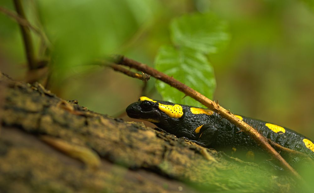 Feuersalamander