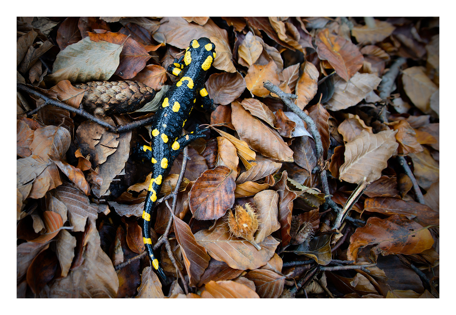 Feuersalamander