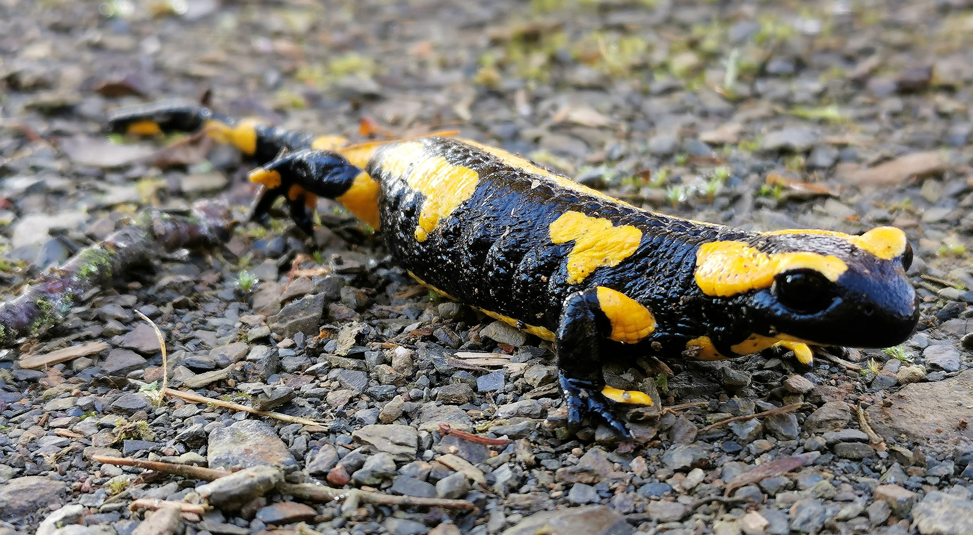 Feuersalamander