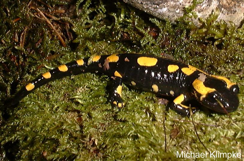 Feuersalamander