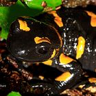 Feuersalamander