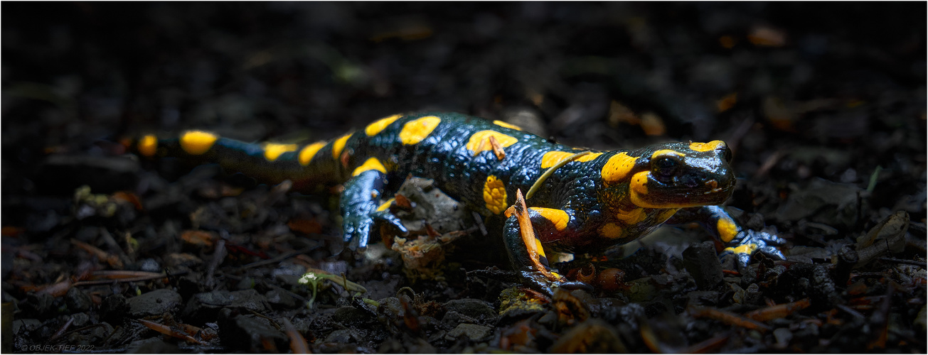 FEUERSALAMANDER 