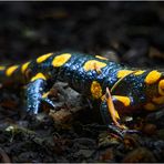 FEUERSALAMANDER 