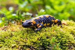 Feuersalamander