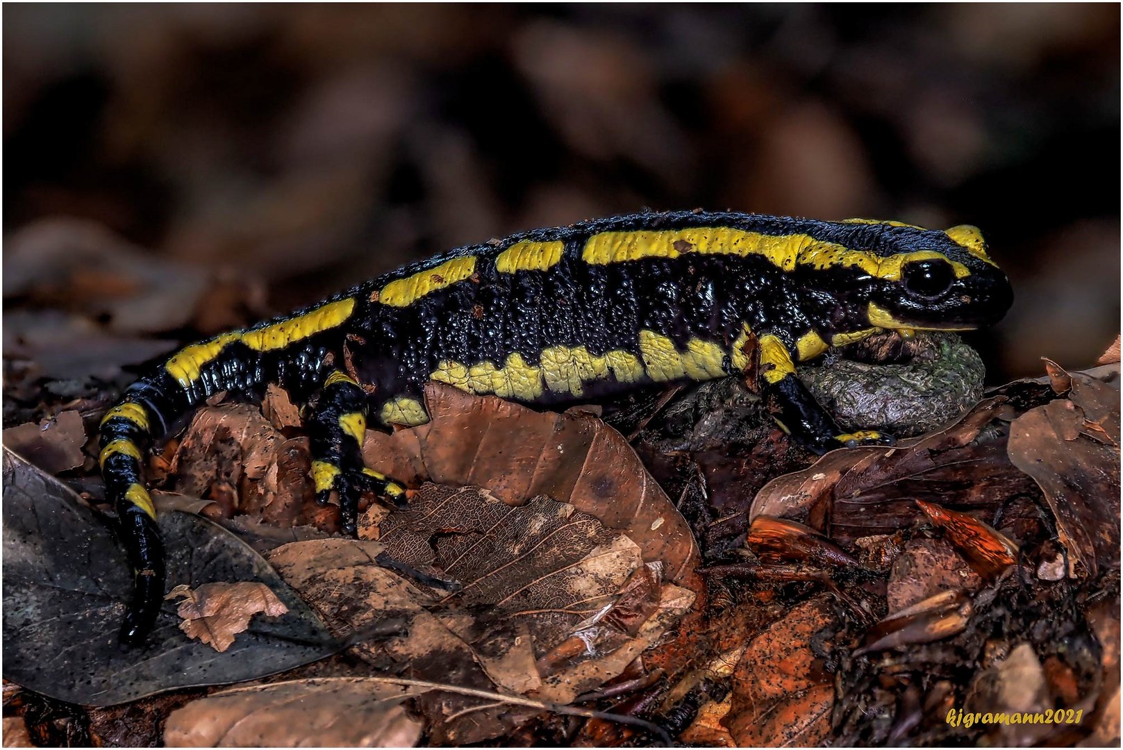 feuersalamander (falamandra salamandra) ....