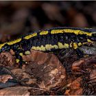 feuersalamander (falamandra salamandra) ....