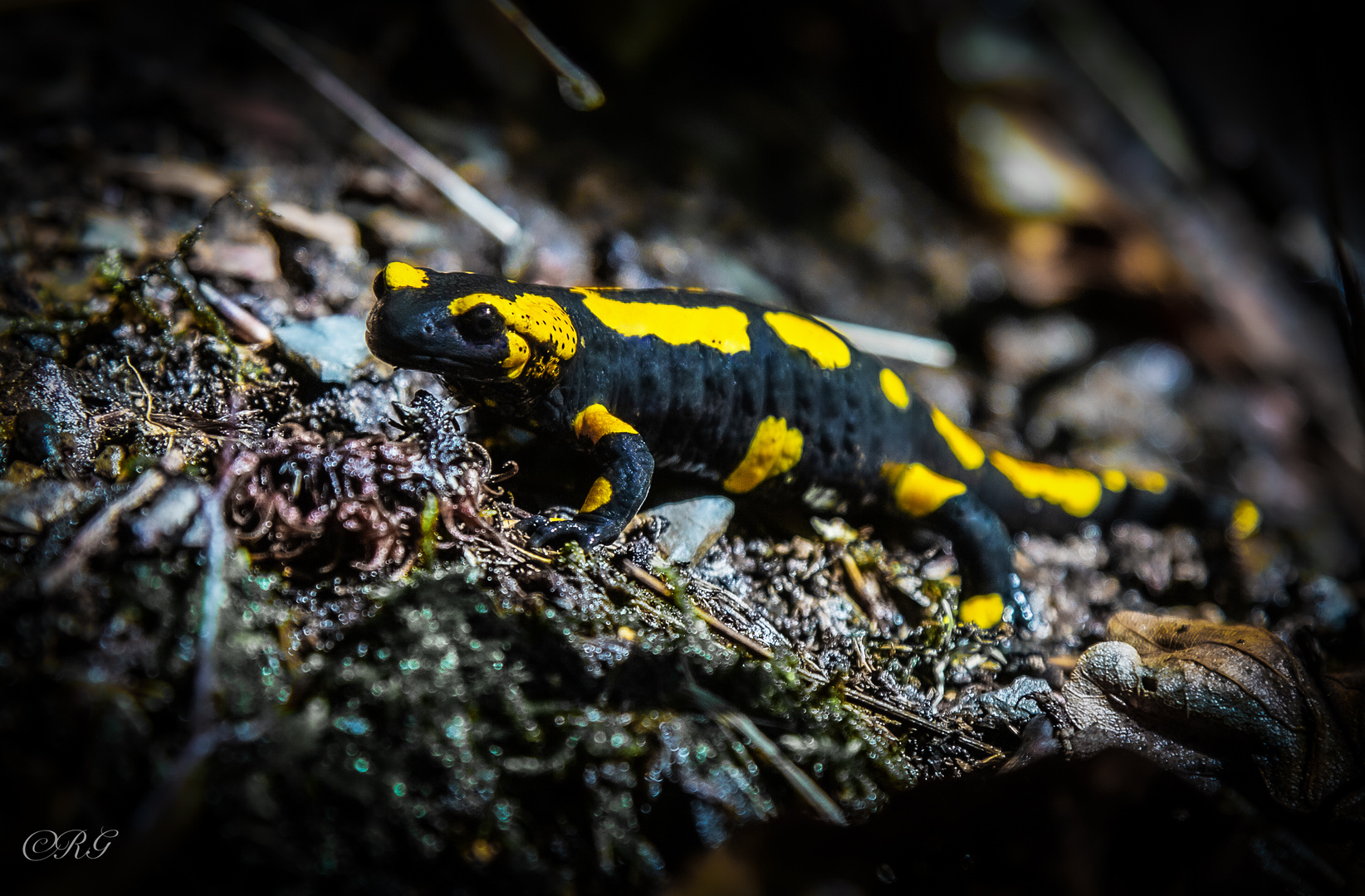 Feuersalamander