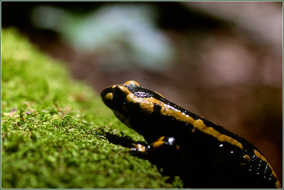 Feuersalamander