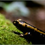 Feuersalamander