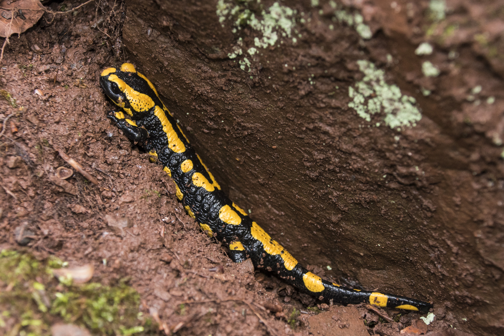 Feuersalamander