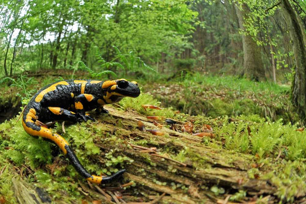 Feuersalamander Fisheye