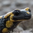 Feuersalamander ganz nah