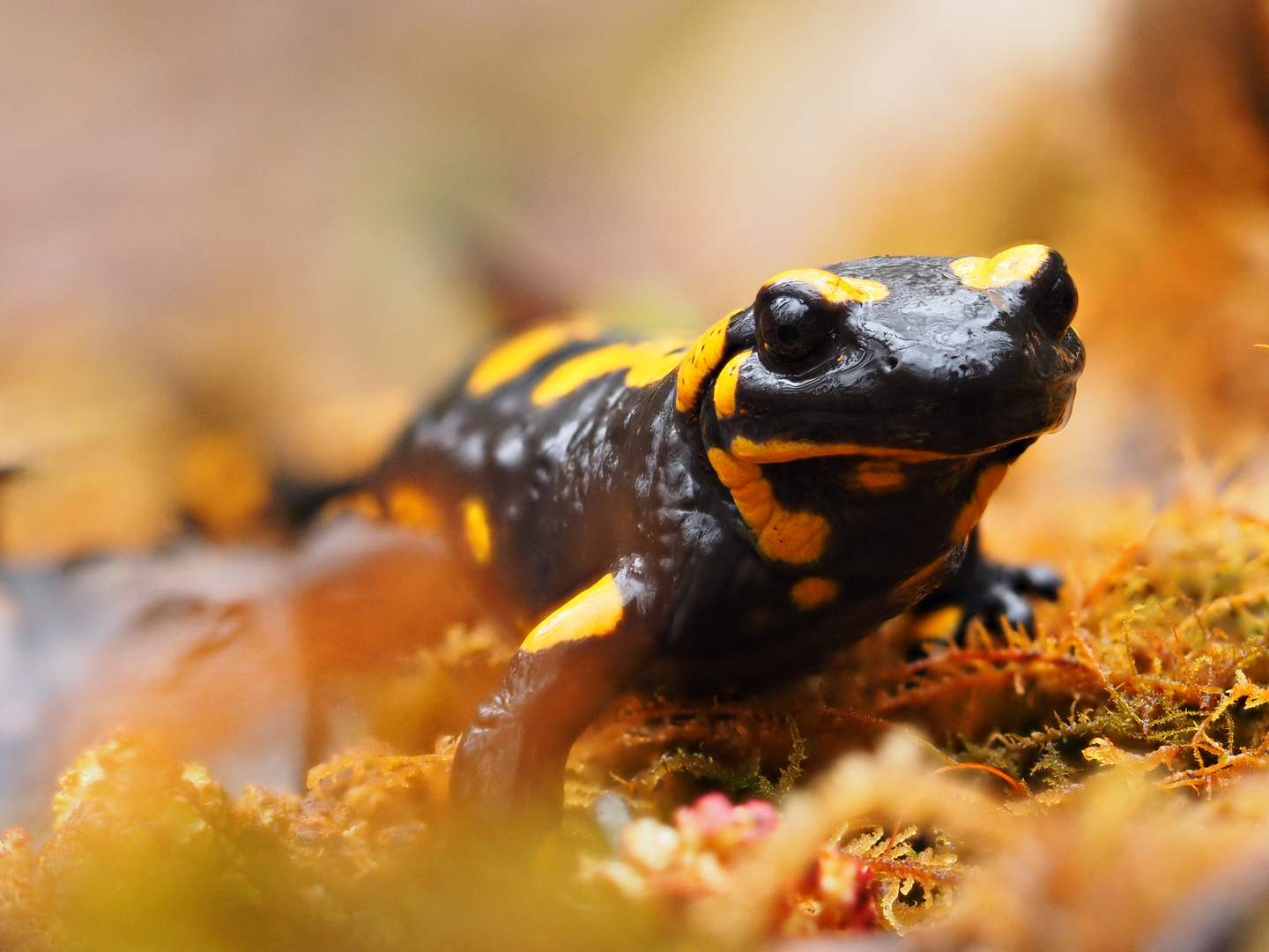 Feuersalamander im Buchenwald