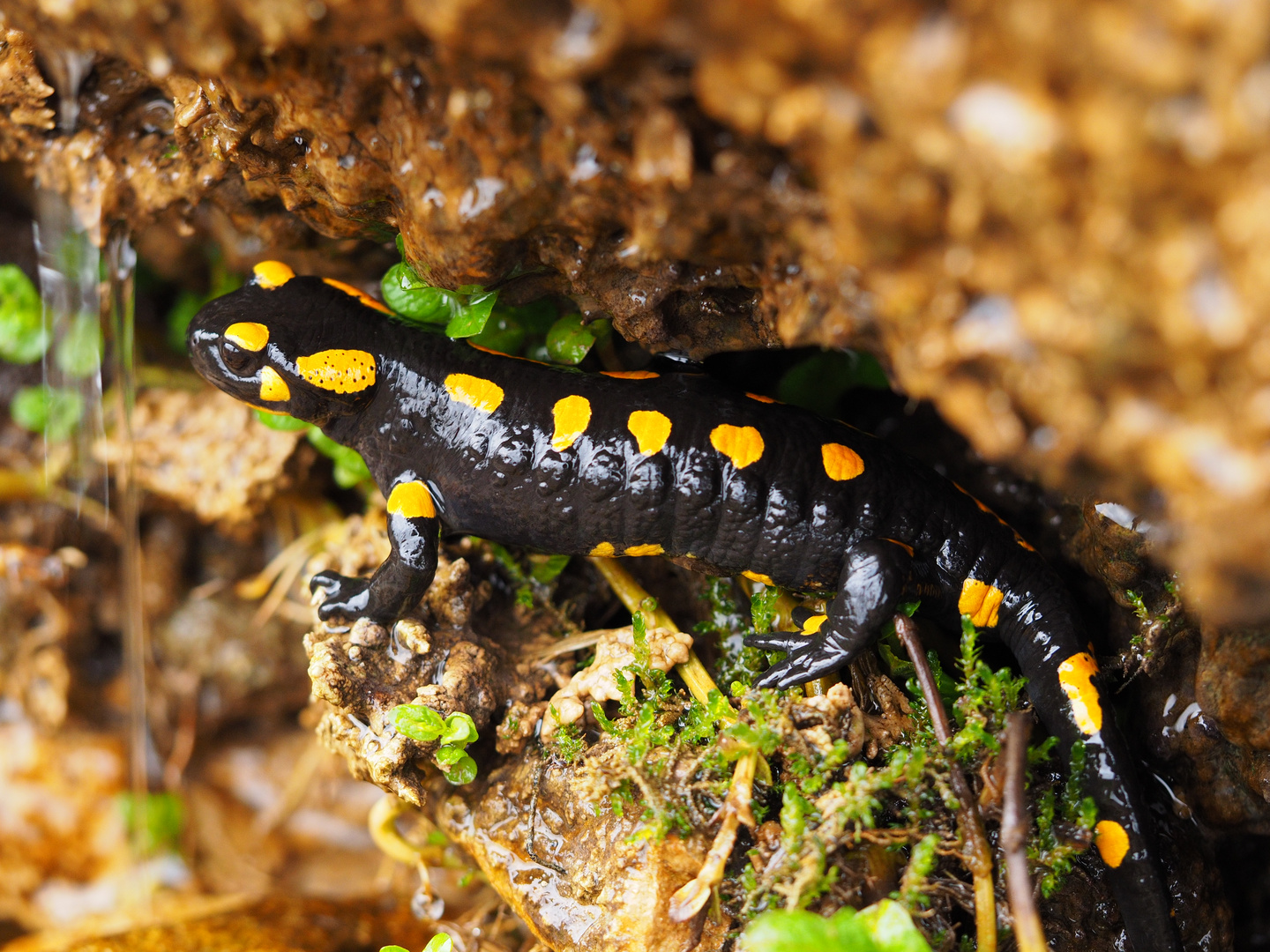 Feuersalamander im Buchenwald