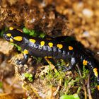 Feuersalamander im Buchenwald