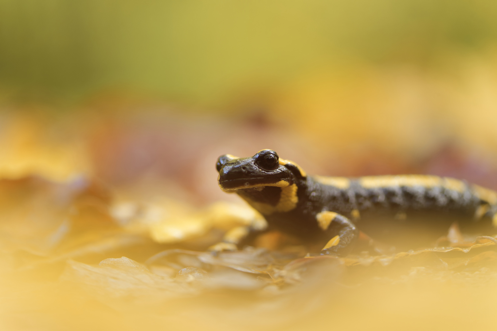 Feuersalamander im bunten Herbstlaub Foto & Bild tiere, wildlife