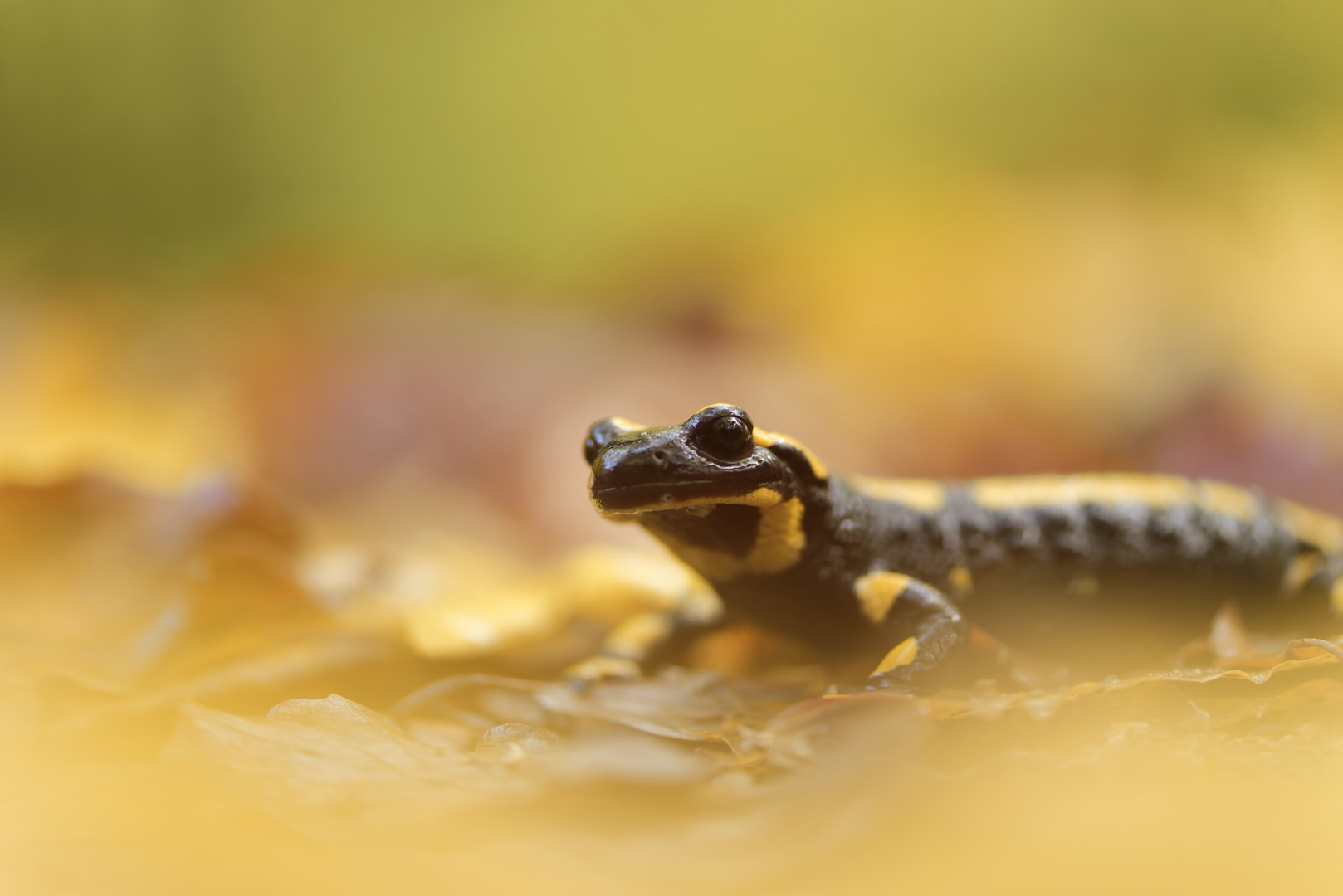 Feuersalamander im bunten Herbstlaub