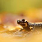 Feuersalamander im bunten Herbstlaub