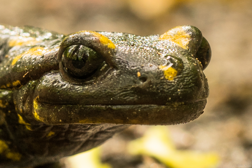 Feuersalamander im Detail