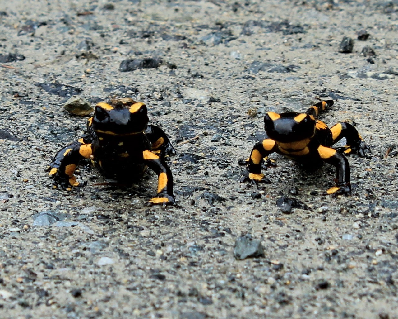 Feuersalamander im Doppelpack - 1