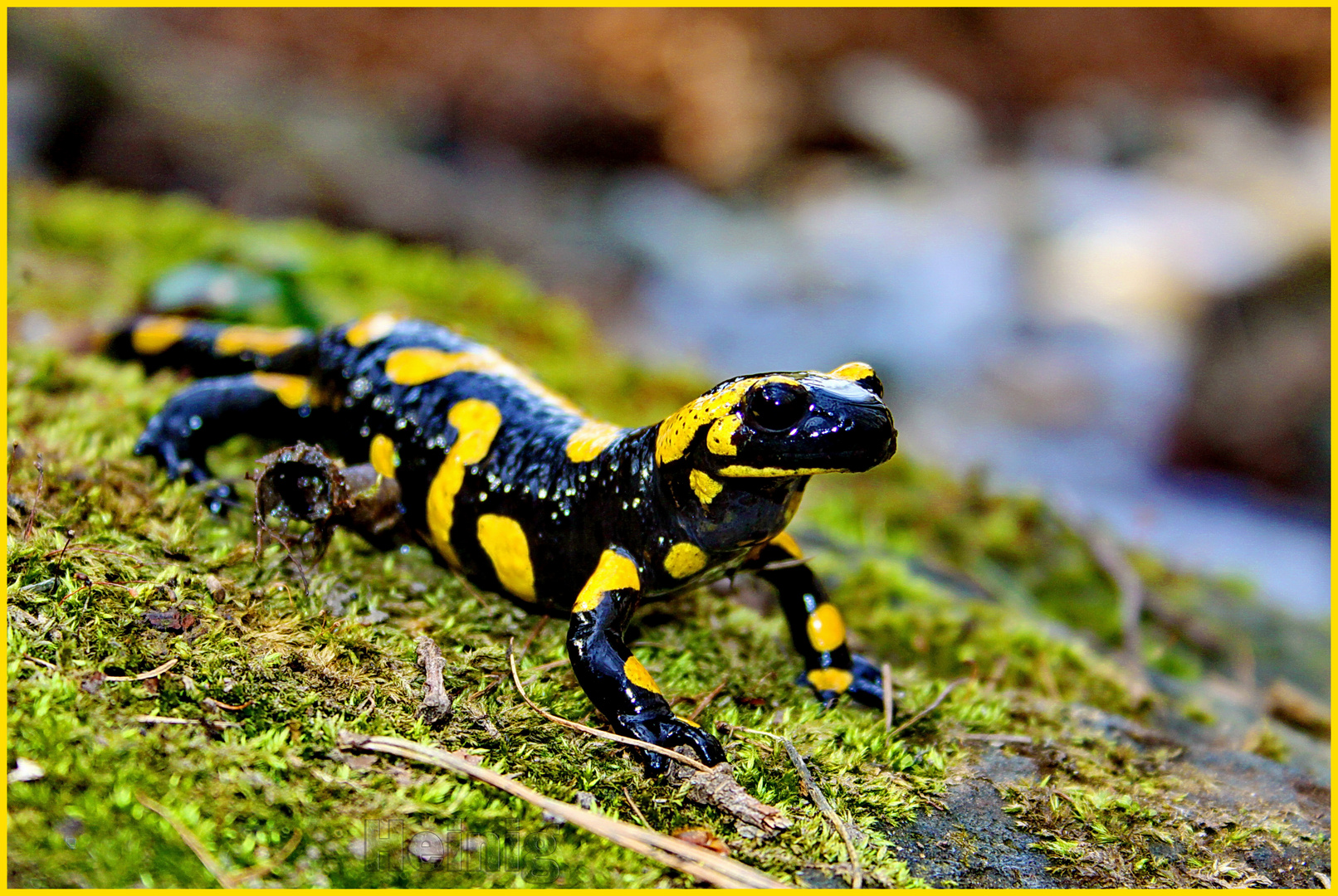 Feuersalamander im Erzgebirge