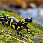 Feuersalamander im Erzgebirge