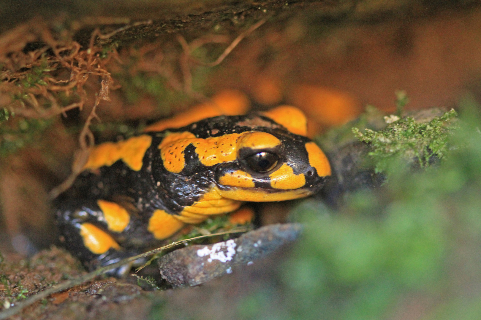 Feuersalamander im Ilsetal