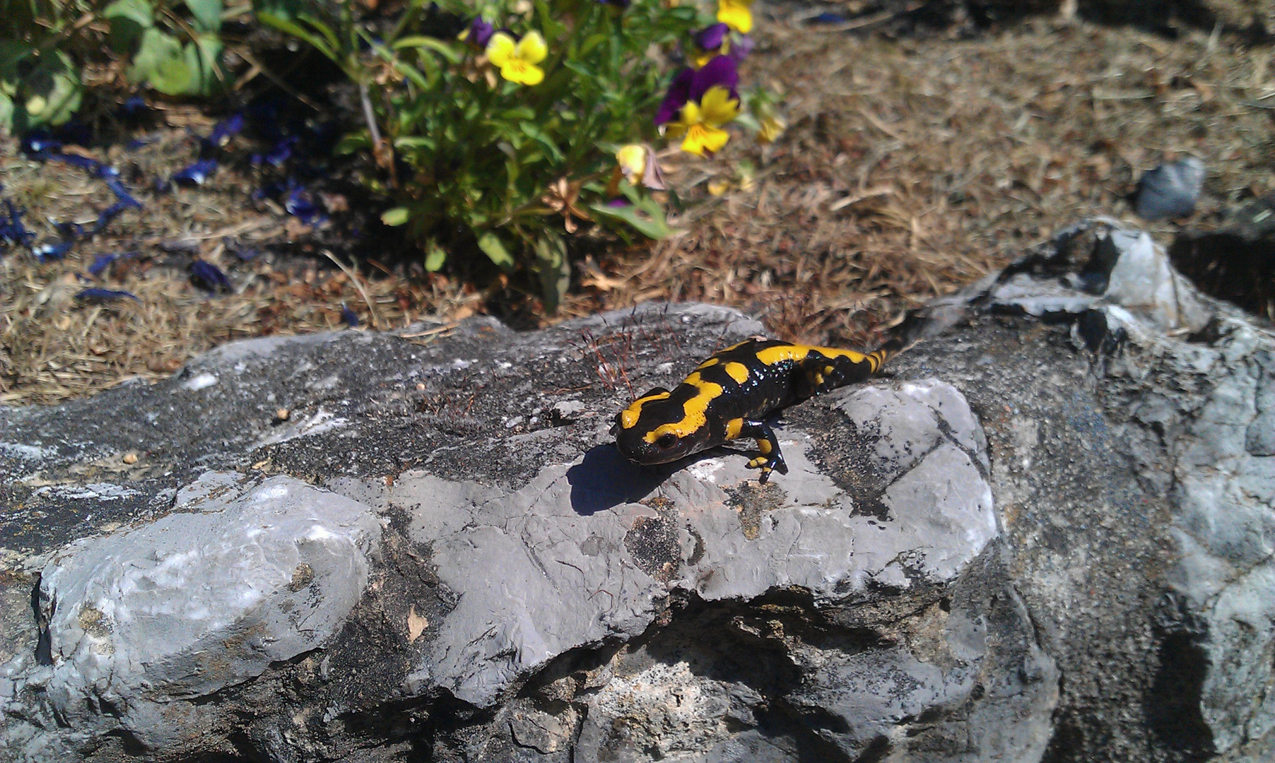 Feuersalamander im Kundengarten