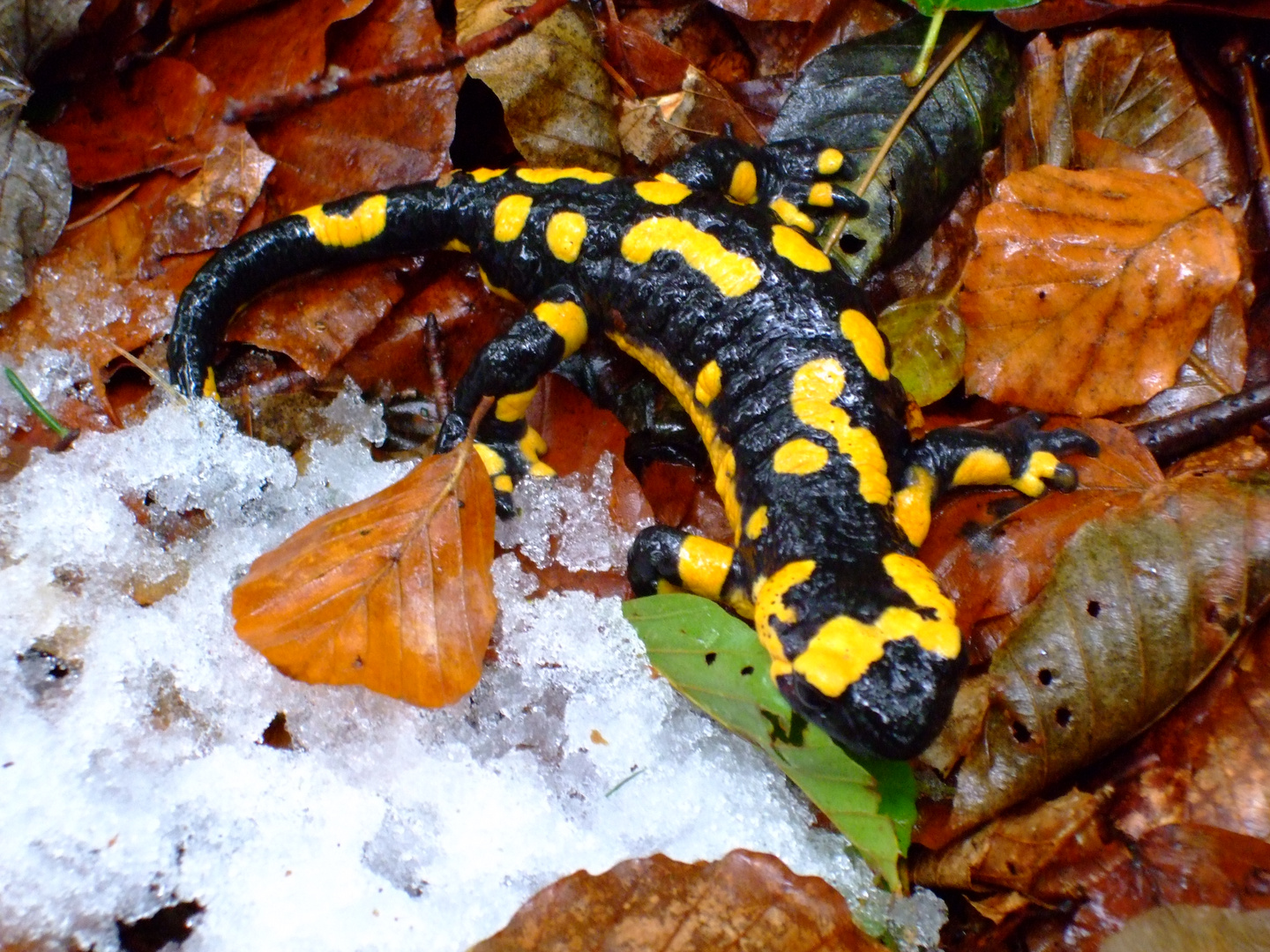 Feuersalamander im letzten Schnee