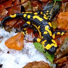 Feuersalamander im letzten Schnee