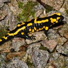 Feuersalamander im Marcus Garten