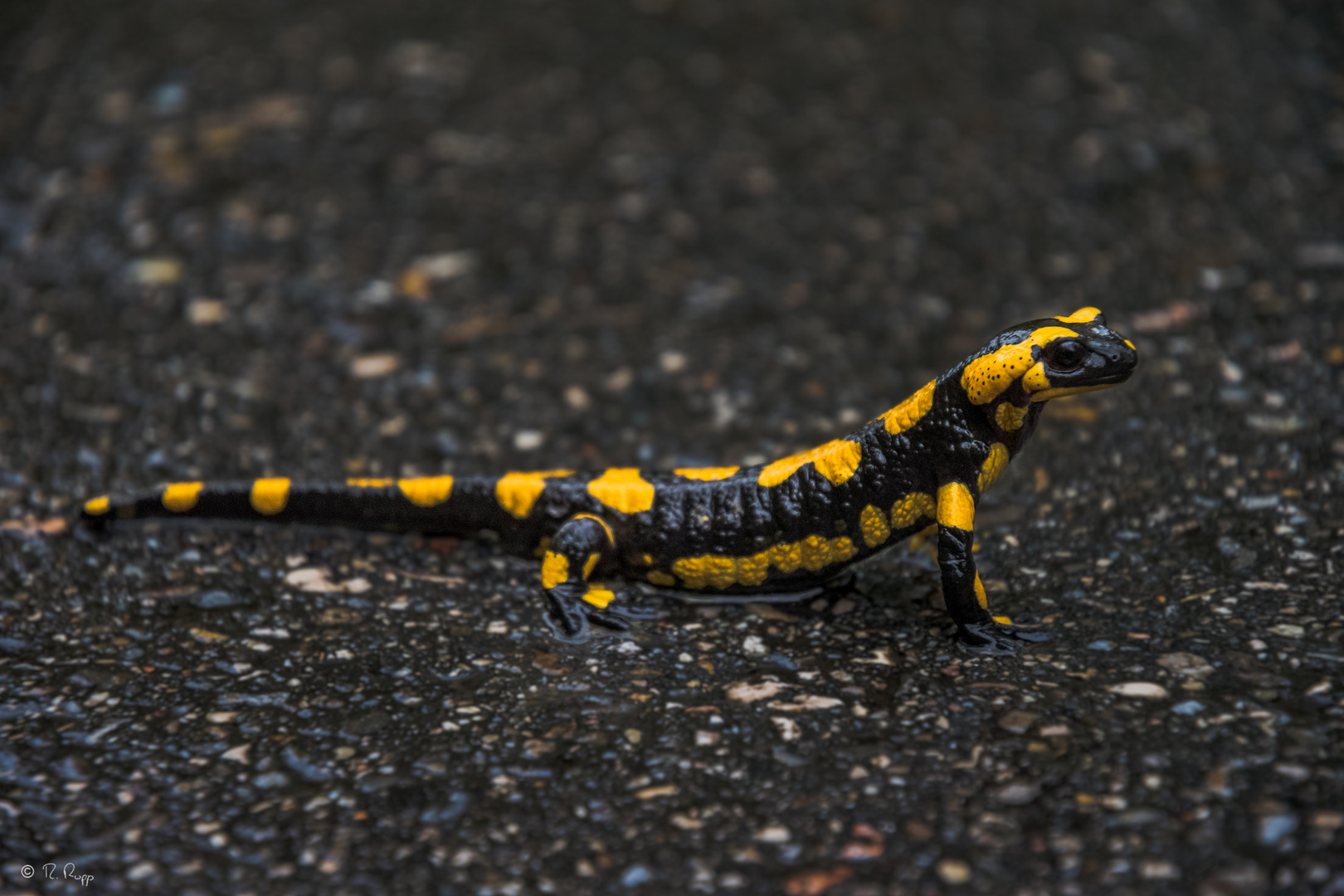 Feuersalamander im Regen