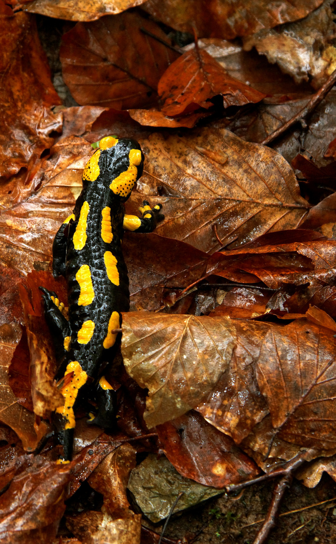 Feuersalamander im Regen