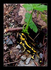 Feuersalamander im Schwarzwald.....