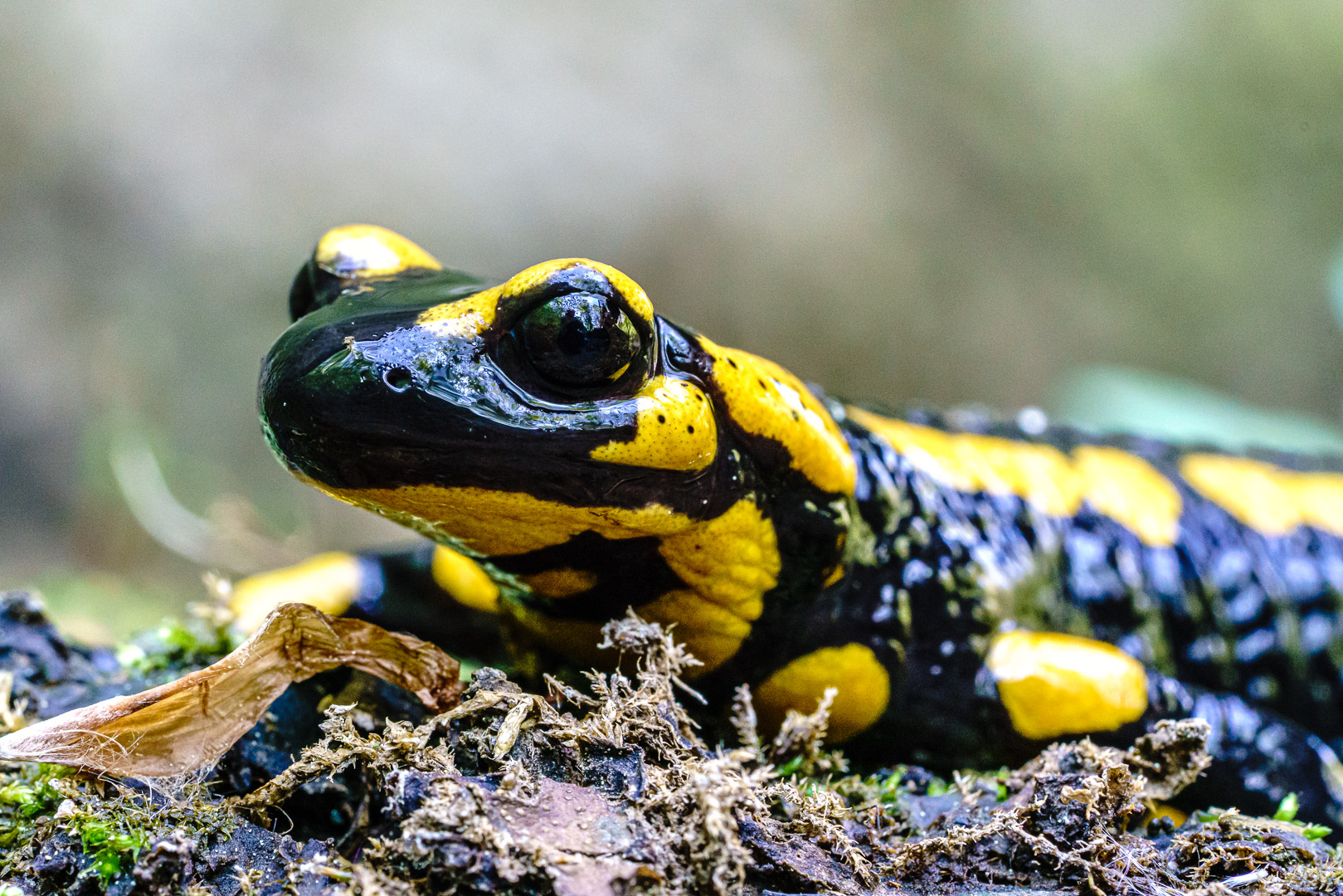 Feuersalamander im Selketal (3) Foto & Bild world, natur, landschaft