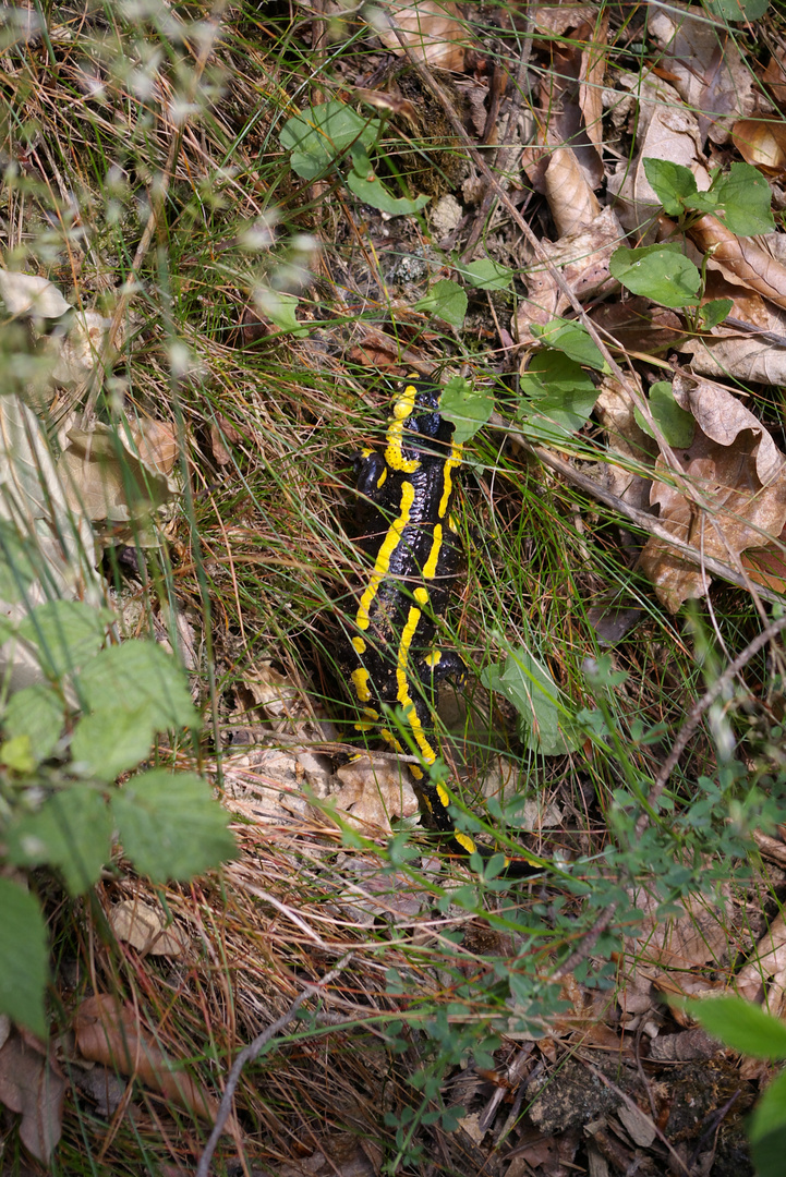 Feuersalamander im Tagesversteck