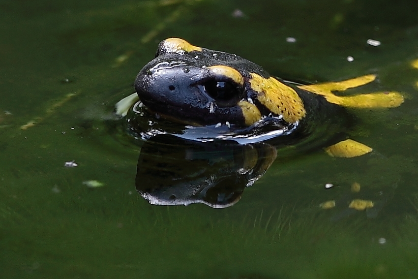 Feuersalamander im Teich, Dettingen an der Erms, Biosphärengebiet schw