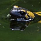 Feuersalamander im Teich, Dettingen an der Erms, Biosphärengebiet schw. Alb