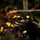 Feuersalamander im Urwald