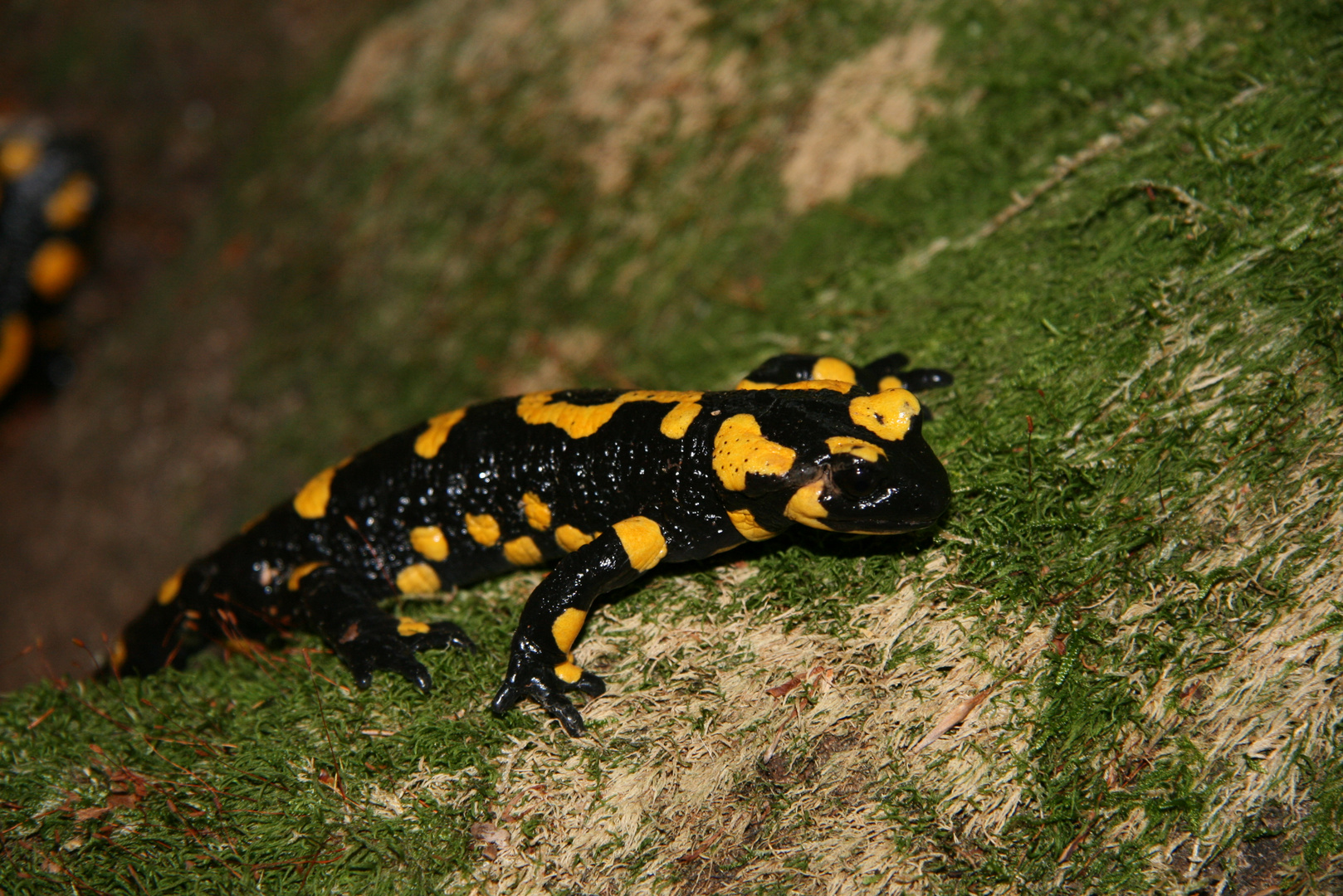 Feuersalamander im Wald