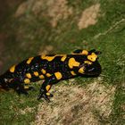 Feuersalamander im Wald